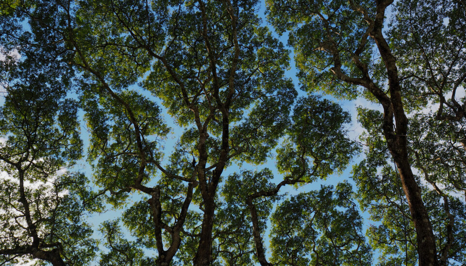 – Det så ut som trærne laget et puslespill mot himmelen, sier skogforsker Line Nybakken.