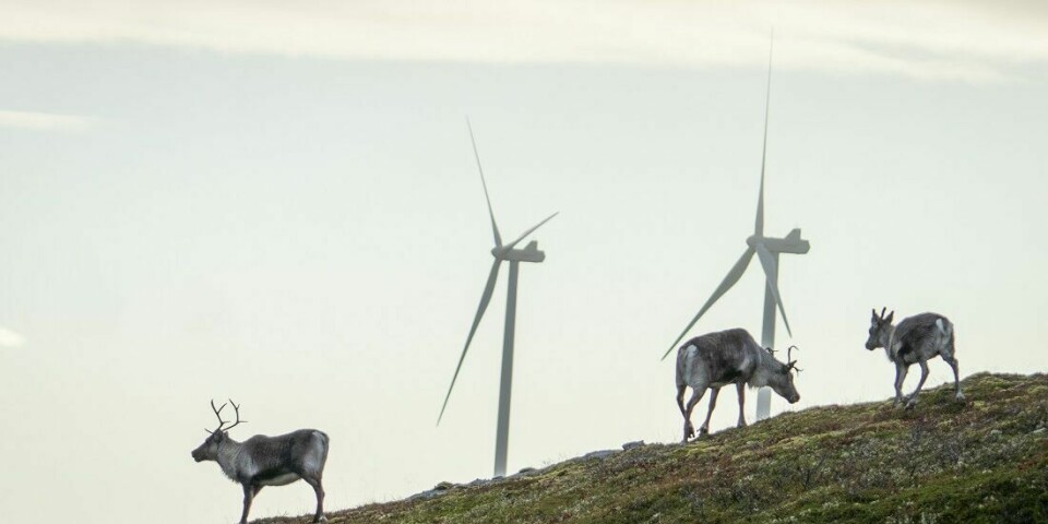 The Supreme Court of Norway ruled that the development of wind power at Fosen in Trøndelag county violated human rights and the Sámi's right to carry out their cultural livelihood. What will happen to the wind farm and the mountain area remains uncertain.