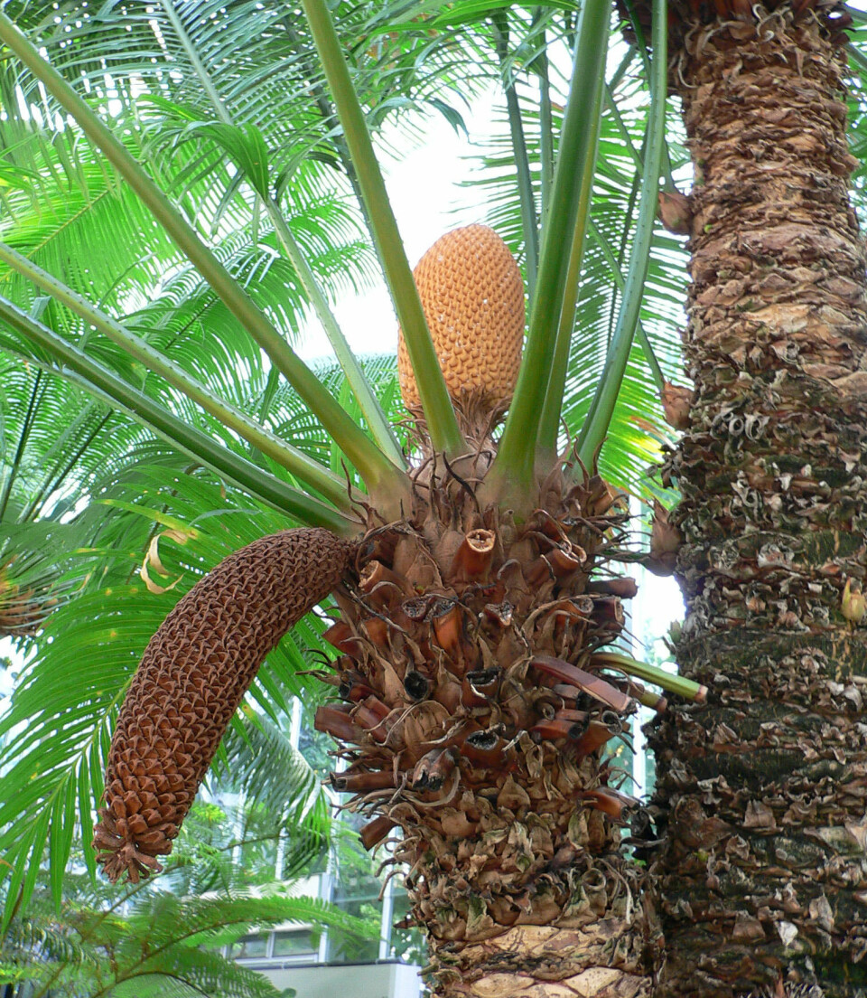 Guam-cycaden er en blomsterplante som ligner på palmer og kalles konglepalme. Den inneholder et giftstoff som heter asoksyglukosid cycasin.