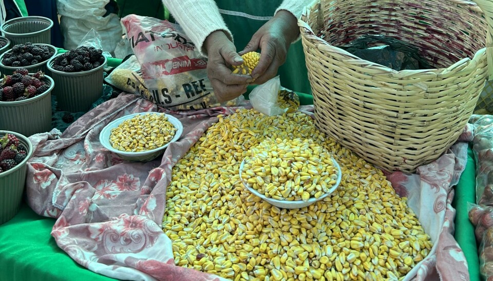 Maize for sale at Cotacachi's agroecological market in Ecuador. November 2022.