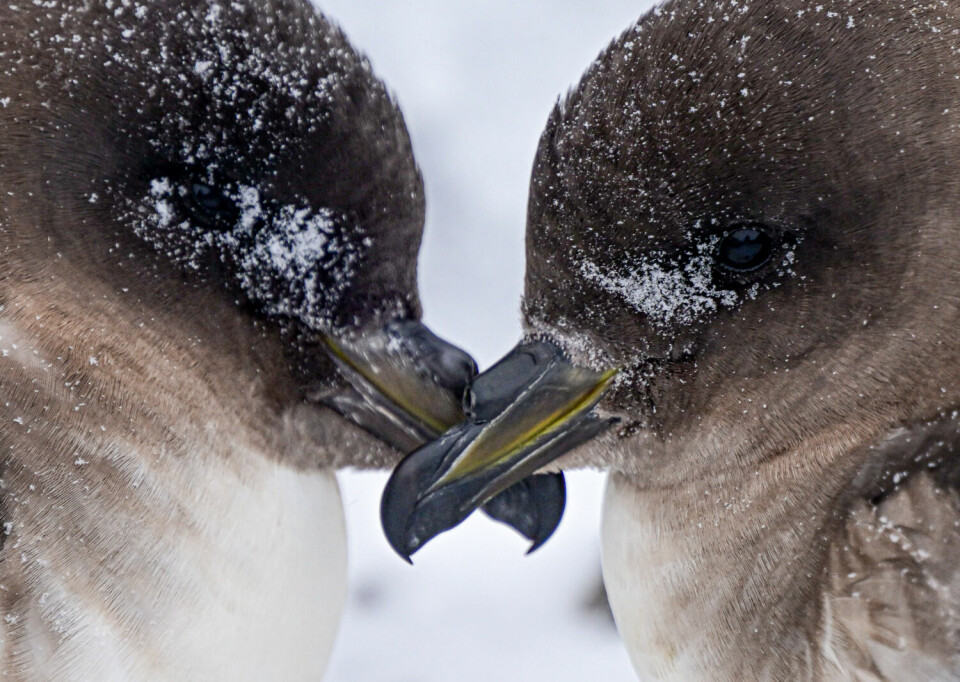 De tolv siste årene har det alltid vært under 100.000 par antarktispetreller på Svarthamaren. I 1984 var det rundt 200.000 par. Bunnåret med null hekkesuksess i 2021 slår alle rekorder.