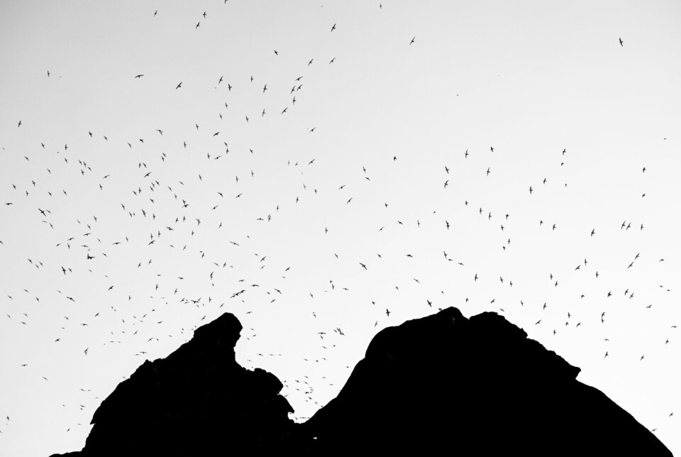 Sist antarktissommer var fuglene tilbake i fjellene i Dronning Maud Land, men langt færre enn tidligere år.