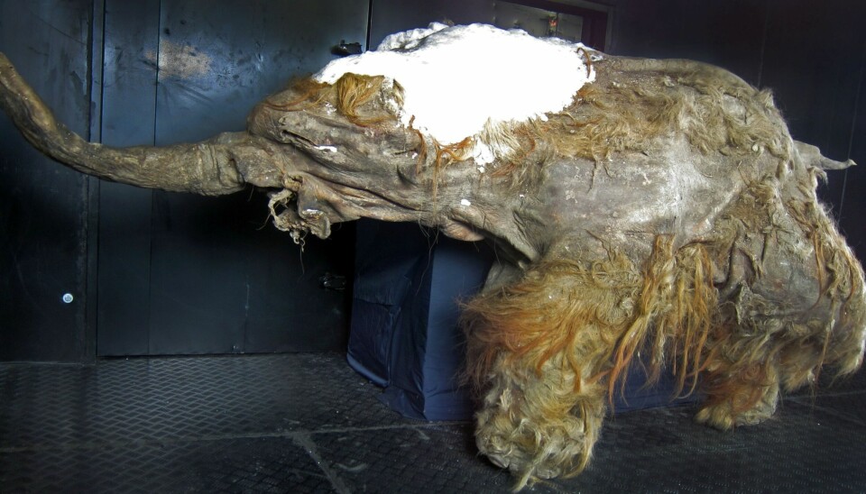 Kulda gjør så gamle og utdødde dyr blir bevart veldig godt under jorda. – Derfor har de sitt eget mammut-museum i Jakutsk, sier Sveberg Dietrichs. Her er mammuten Yuka.