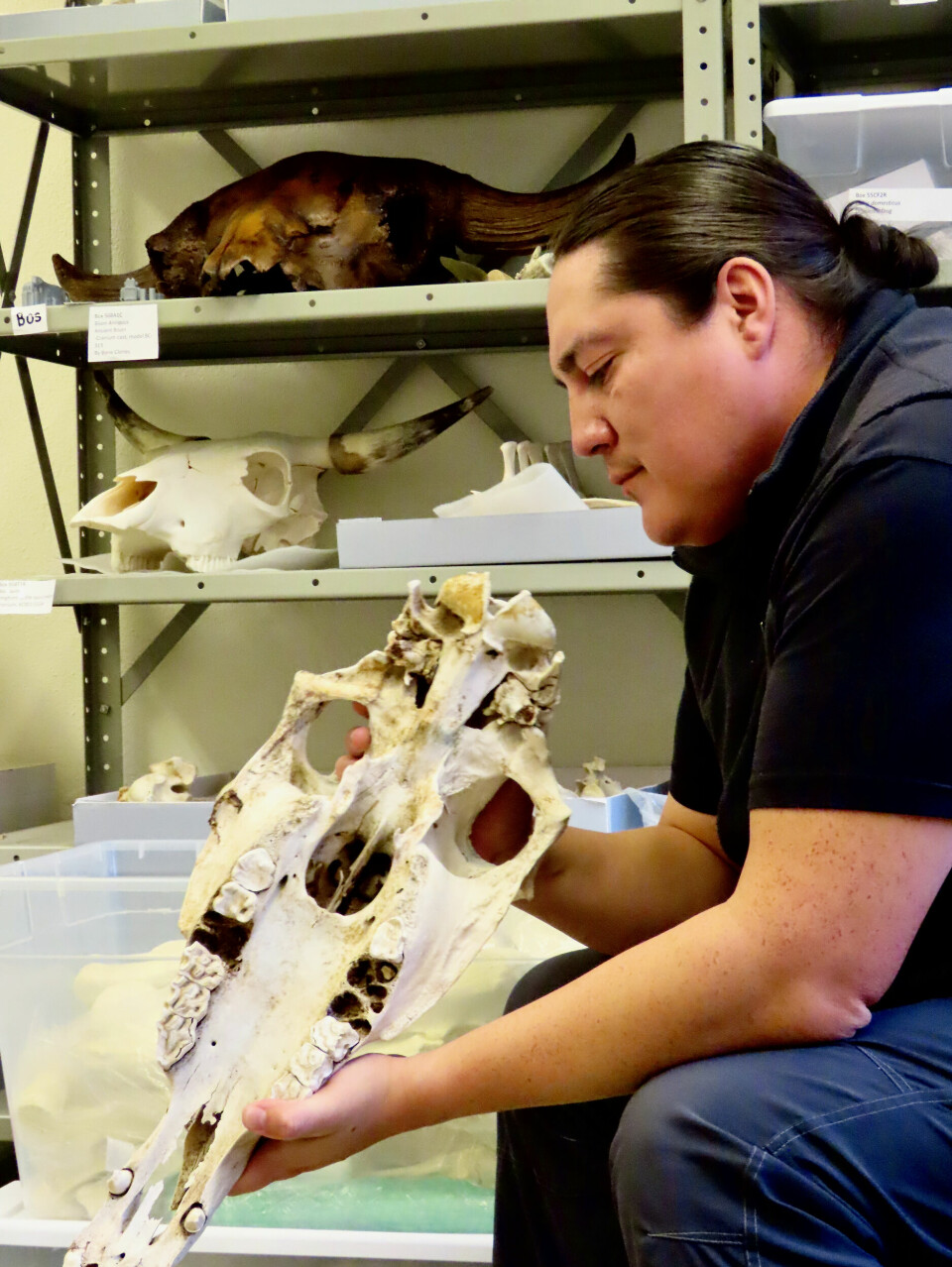 Arkeolog Chance Ward er selv fra Lakota-nasjonen. He viser han fram hodeskallen til en hest fra samlingen ved Archaeozoology Laboratory ved University of Colorado-Boulder.