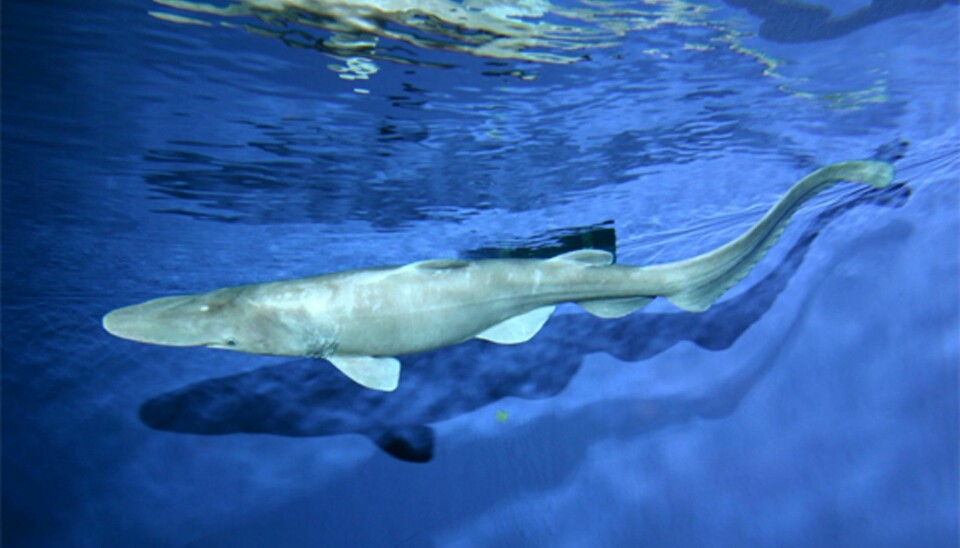 Dette er et bilde av nesehaien som ble funnet utenfor Tokyo i Japan i 2007.