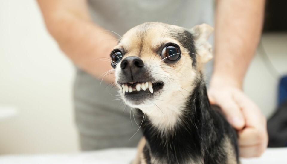 Noen hunder med angst reagerer med aggresjon i situasjoner hvor de blir redde.