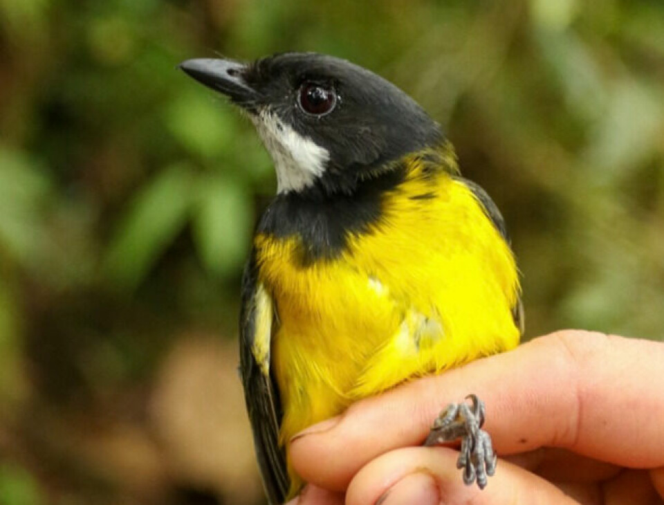 Pachycephala schlegelii er en ganske vanlig fugl på Ny-Guinea. Den er også giftig.