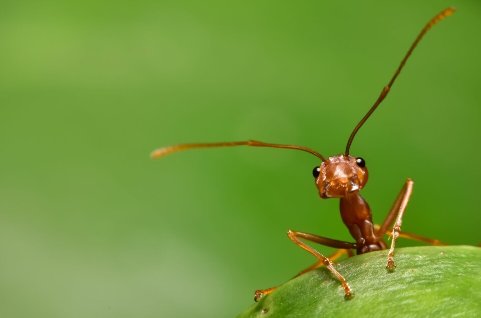 Evolusjonen som førte til at vi idag finner maur over hele verden, startet for 60 millioner år siden.