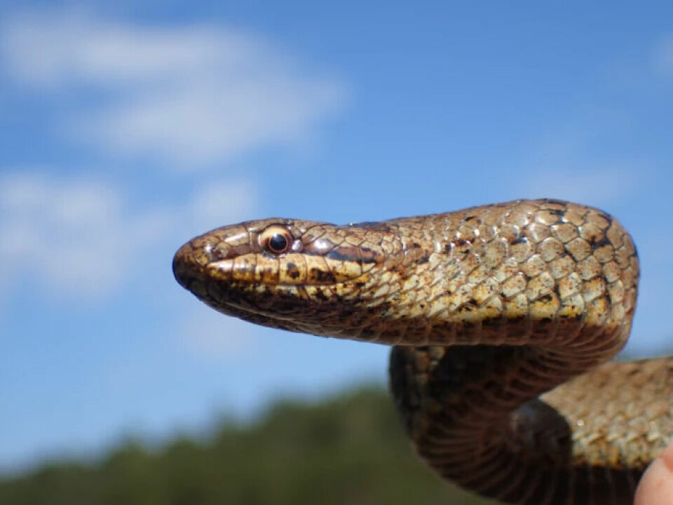 Smooth snakes are brown or greyish slender snakes with a double row of spots down the entire dorsal. In some, the paired spots may merge into short transverse stripes, such as on this adult female smooth snake. Many people misunderstand the transverse stripes and think that the snake is a viper.
