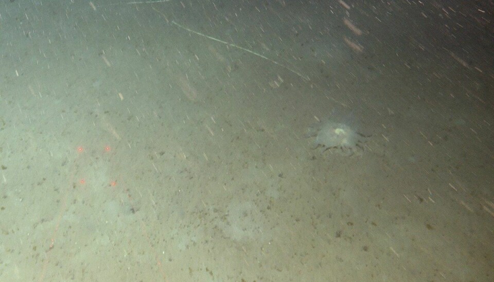 Anemonen Ptychodactis patula på havbunnen utenfor Utsira