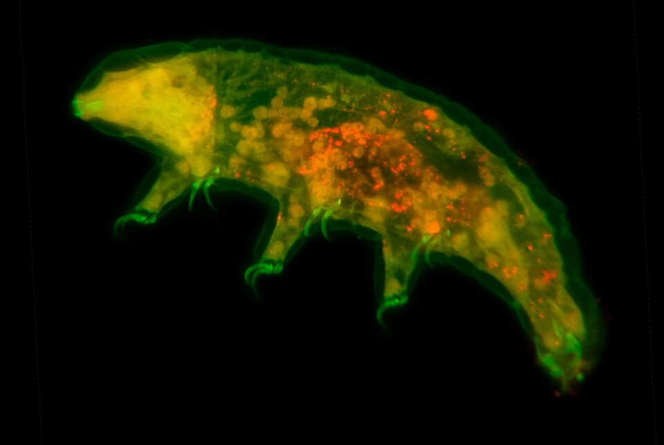 Slik ser bjørnedyret ut når forskere vil undersøke effekten av ulike gener med autofluorescens.