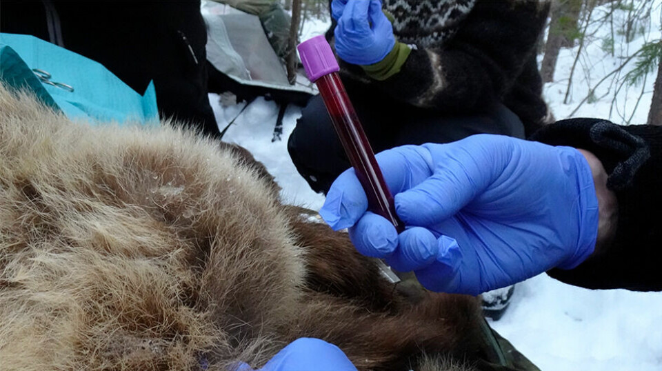 Forskerne har gjort interessante funn i bjørnens blod.