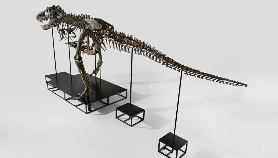 Trinity er bygd opp av tre ulike Tyrannosaurus rex, og flere avstøpninger.