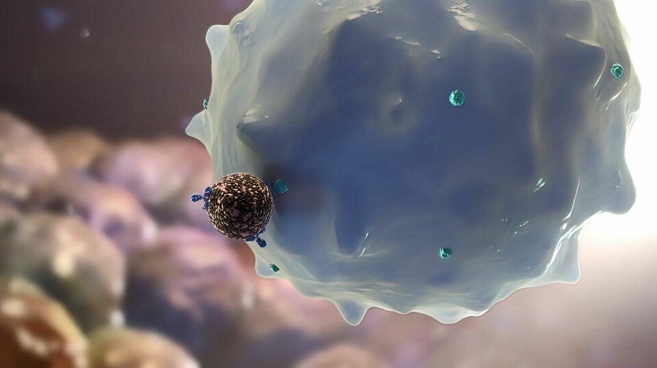 Kroppen klarer ikke å skille mellom nanopartikler og virus. Vi har immunceller som er spesialister på å spise og fjerne slike virus. Men, de samme cellene spiser også nanomedisin – og det kan gi oss nye former for immunterapi mot kreft.