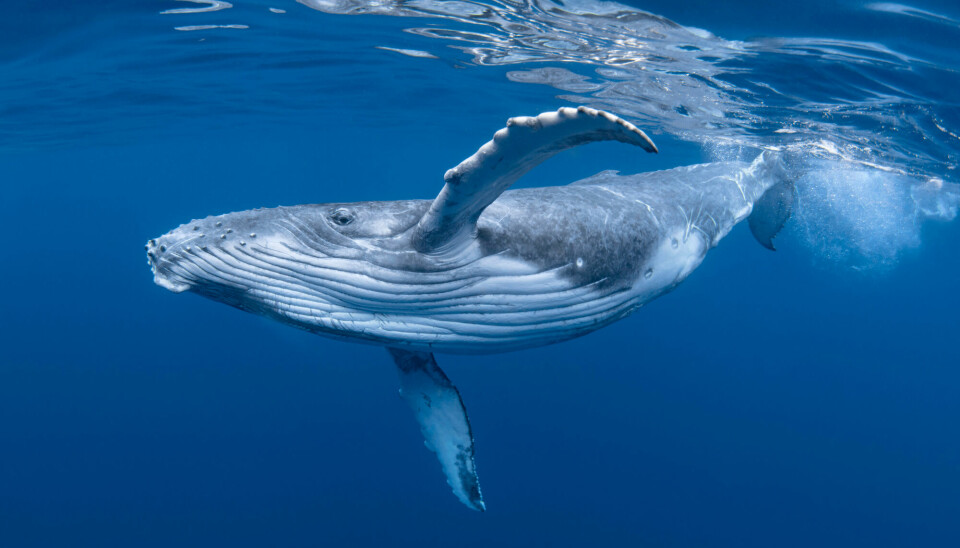 Hvalen må kunne holde pusten lenge. Det gjør at kjøttet er mørkerødt.