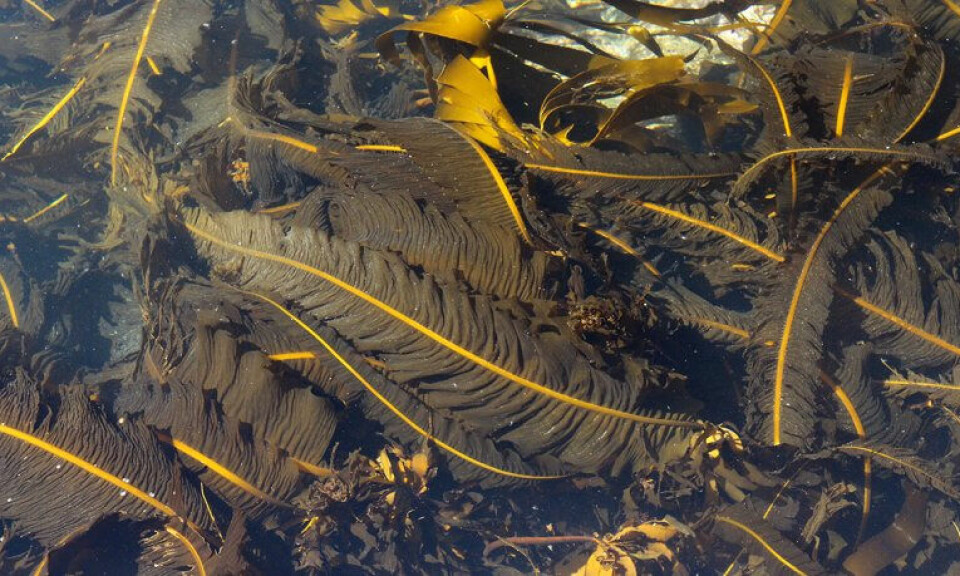 Winged kelp.