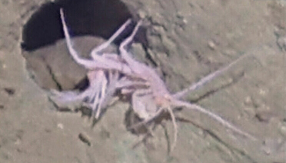 Bildet av amfipoden tatt nede på 3500 meters dyp blir nokså uskarpt.