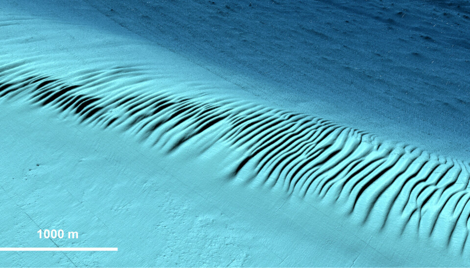 Sandbølger på toppen av en sandbanke på 100 meters dyp.