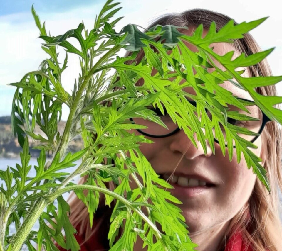 Researcher Vanessa C. Bieker found common ragweed in Oslo.