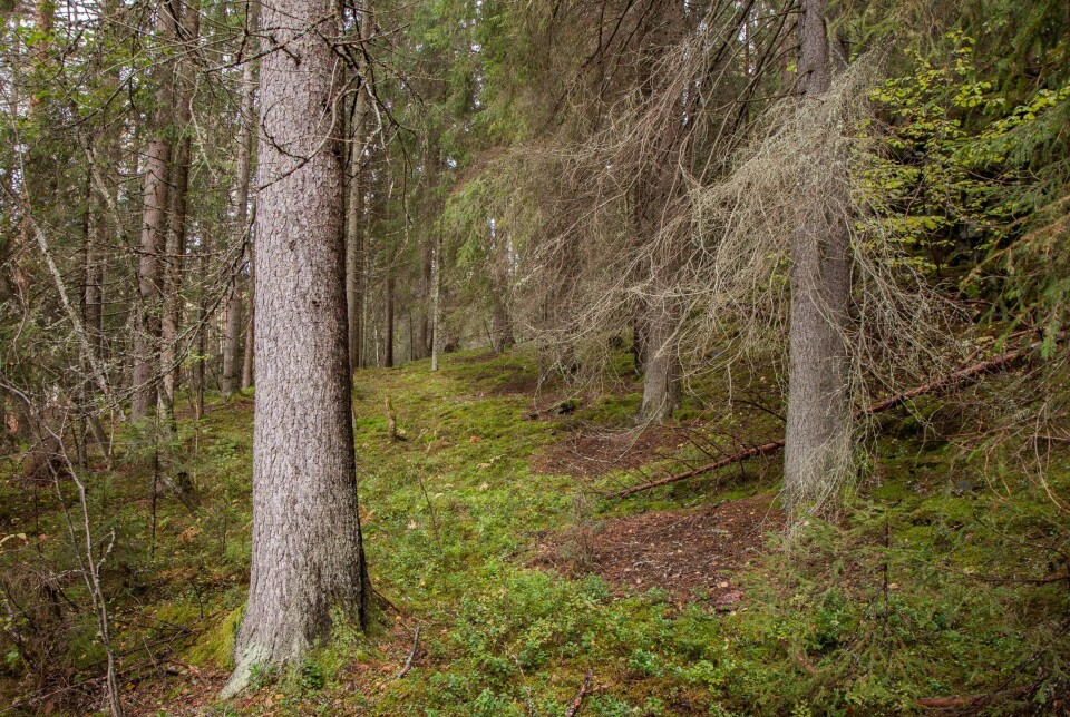 Det skorter på vern av skog med gode vekstforhold. Dette bildet viser lågurtskog med høg bonitet i Ultvedttjern naturreservat på Ringerike i Viken fylke.