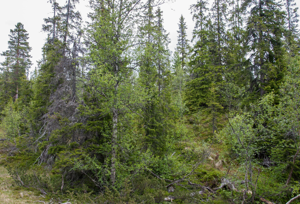 I verneområdene er det mer vanlig med skog i flere nivåer og sjikt. På bildet er en flersjiktet blandingsskog i Langsua nasjonalpark i Innlandet fylke.