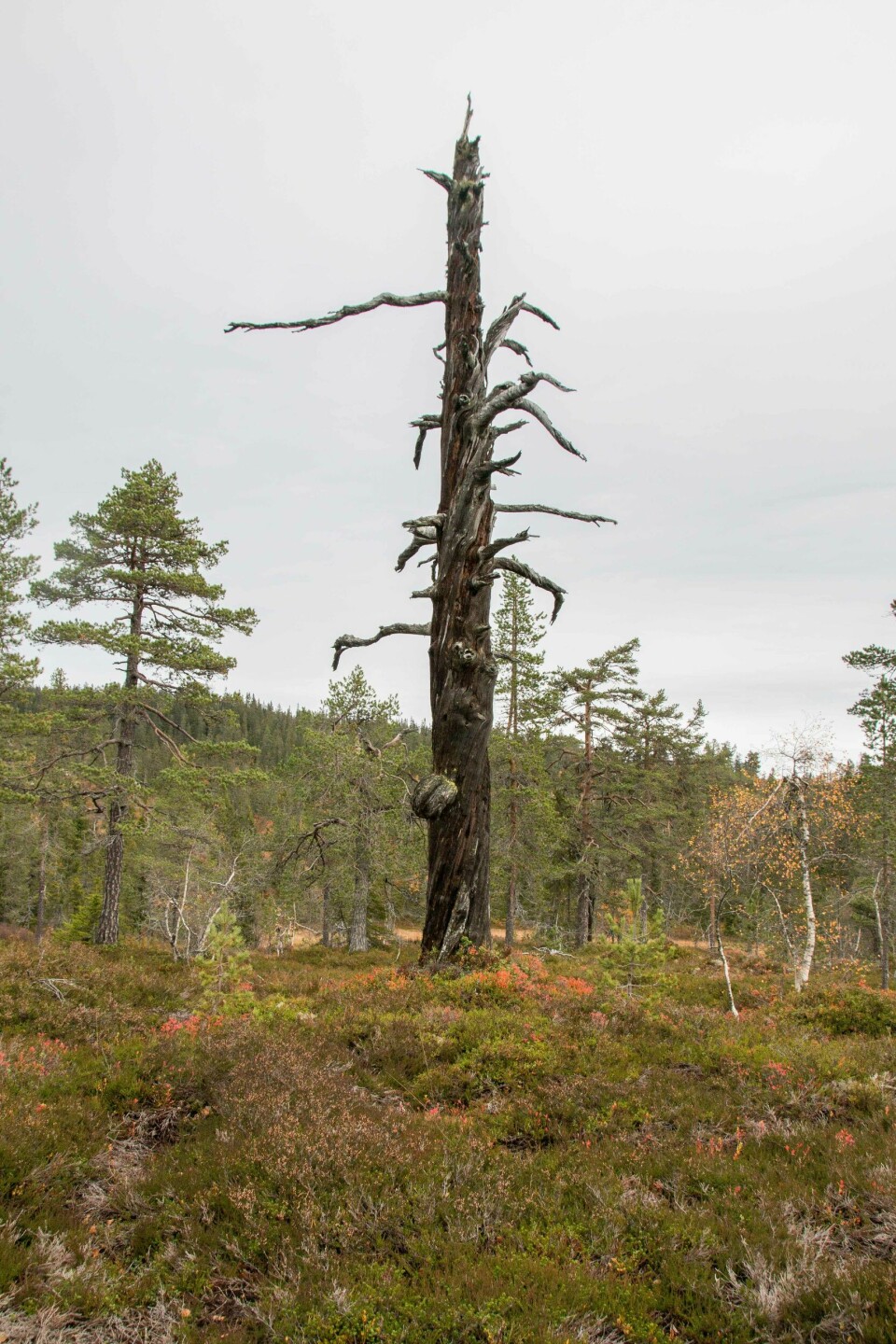 Stående dødved og gamle trær er mer vanlige i verneområdene enn utenfor. Dette er en furugadd i Vikerfjell naturreservat i Ringerike kommune i Viken fylke. En gadd er stående dødved.