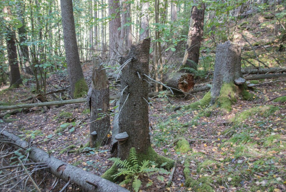 Når trærne får stå til de blir gamle, blir de svekka og angrepet av rødrandkjuke. Dette er en nøkkelbiotop i Hole kommune i Viken fylke.
