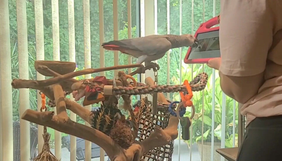 Papegøyene ville trykke på bilde av en annen papegøye for å vise hvem de ville ringe.