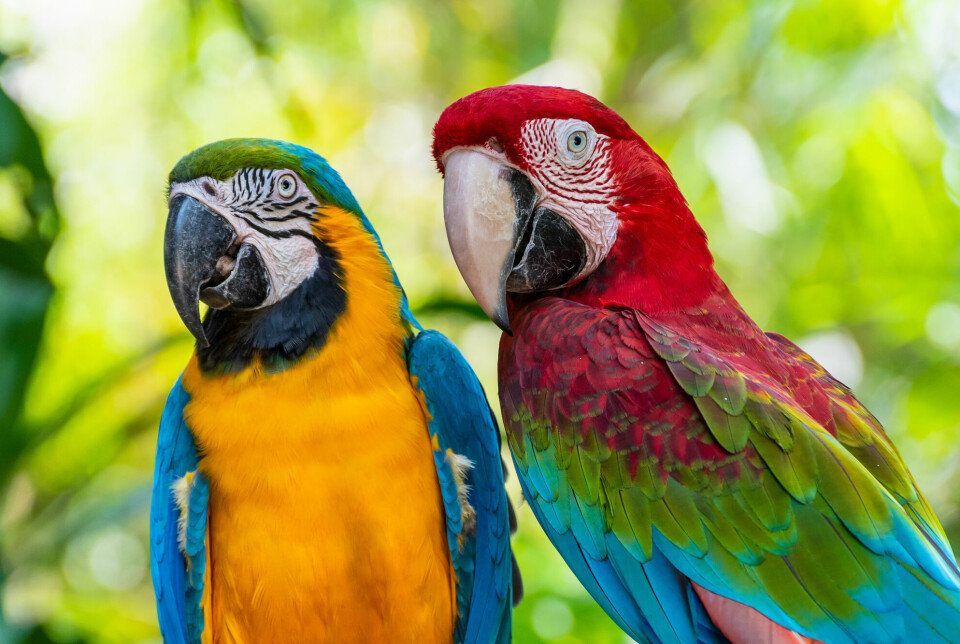 Papegøyer som lever i naturen lever i flokk.