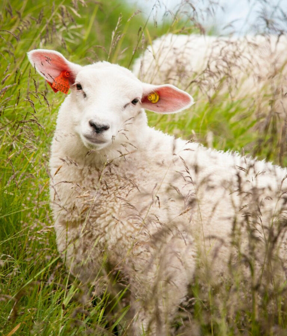 A sheep in a meadow looking directly into the camera.