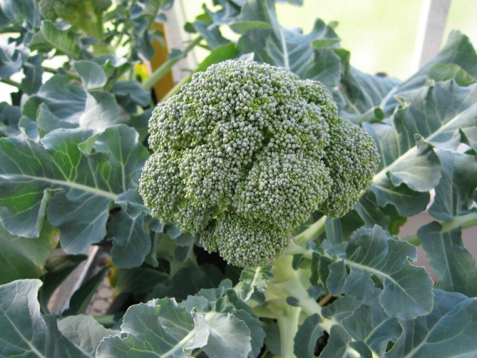 A growing broccoli, still attached to the main stem.