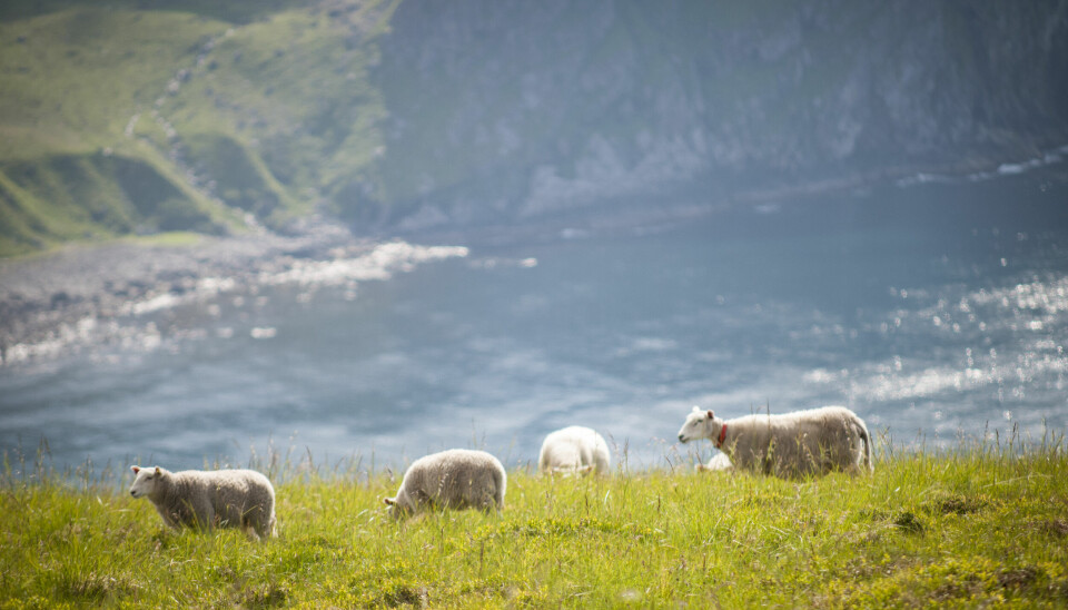 Fremtiden kan gi en lengre beitesesong for sauer i Nord-Norge.