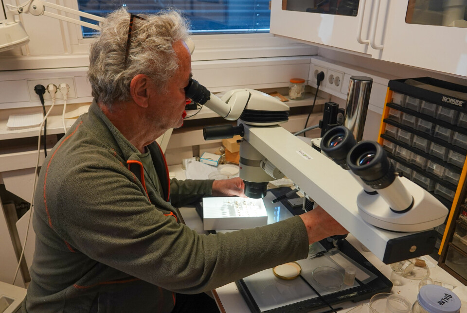 Torstein Kvamme studerer barkbiller fra NIBIOs samlinger.