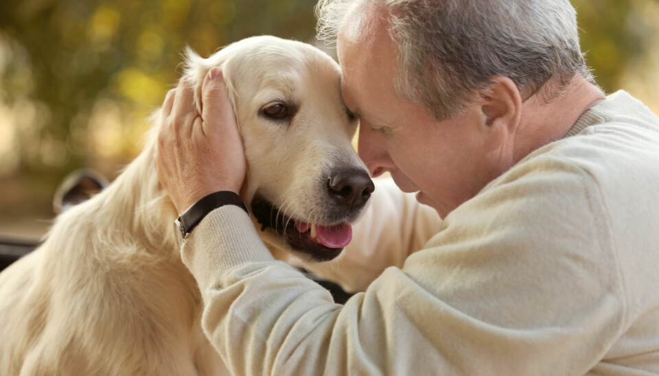 Mange hunder utvikler noe som ligner demens når de blir gamle.
