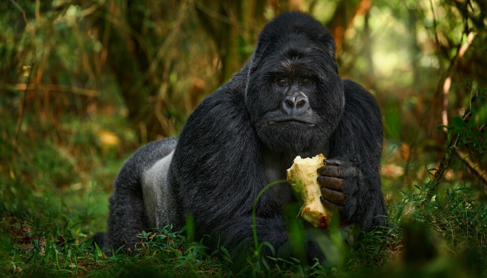 Ebola er også farlig for gorillaer.