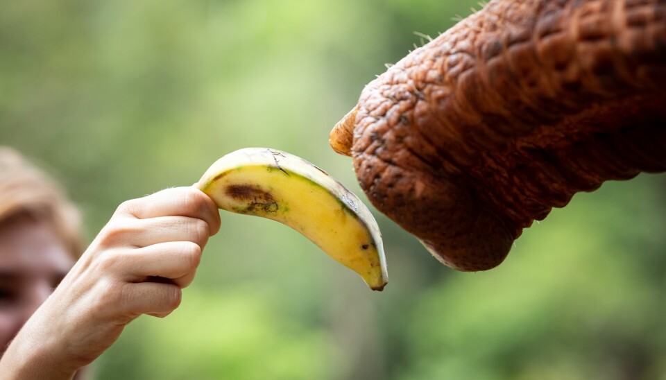 En elefant i dyreparken i Berlin har lært seg å skrelle bananer med snabelen sin.