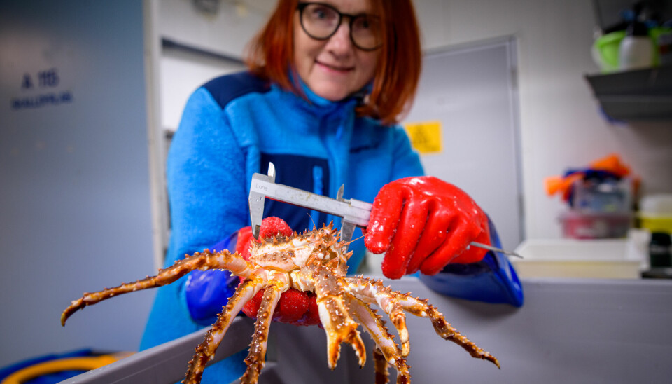 Grete Lorentzen measures a small red king crab.