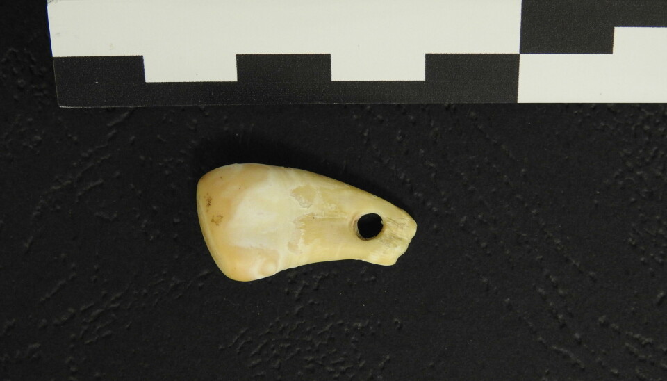 Denne tannen fra en hjort har blitt gjort om til et halssmykke. Og smykket gjemmer DNA fra et menneske som har vært død i mange tusen år.