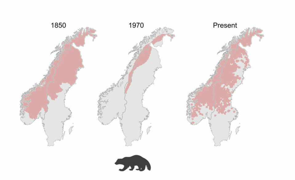 Past and present wolverine distribution in Scandinavia.