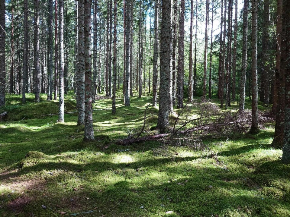 Mosekledd skogbunn i Nordre Follo. Den plantede skogen, eller granplantasjen, slik som her, har ikke et like rikt mose-mangfold som ur- eller naturskogen.