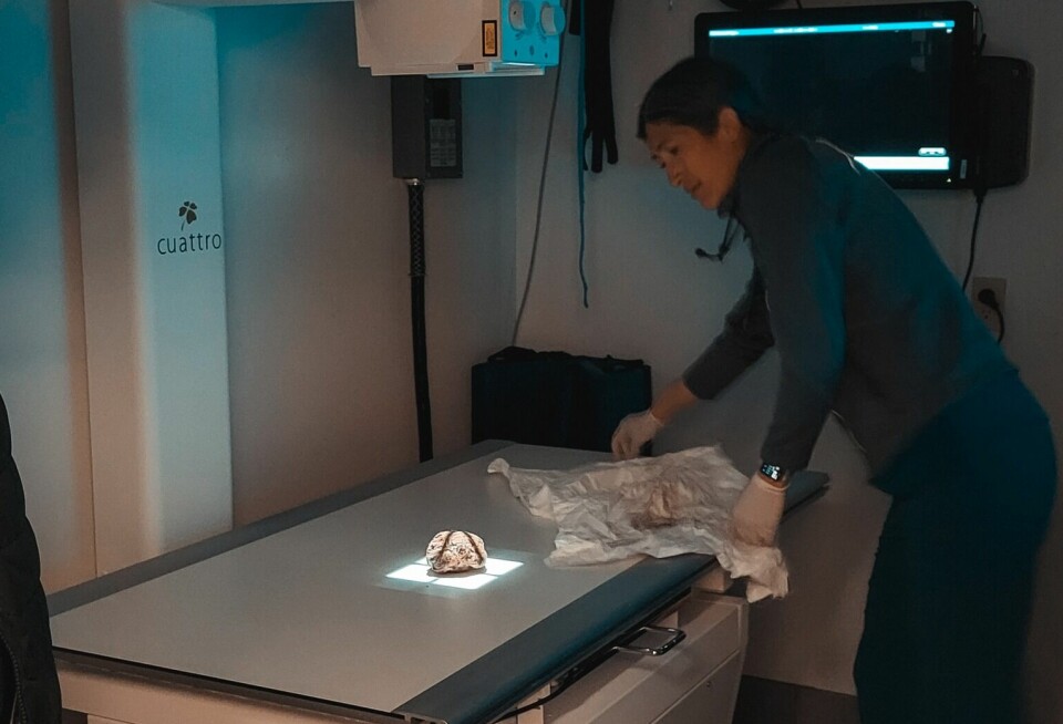 Veterinæren Jess Heath tok røntgenbilder. Da så de at det 30 000 år gamle ekornet var veldig godt bevart.