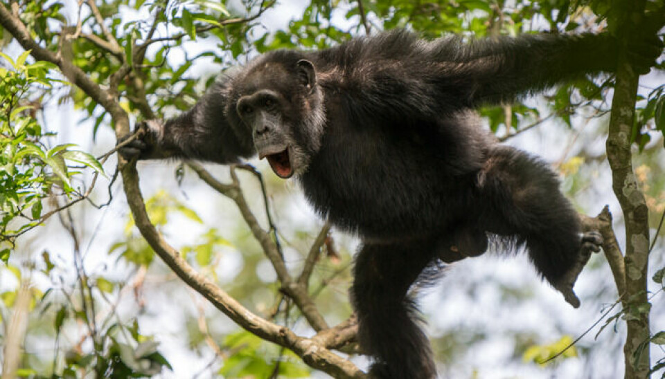 Lyd er veldig viktig for sjimpanser når de skal tilkalle hjelp eller varsle andre om farer.