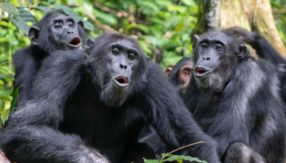 Sjimpanser bruker både lyder og kroppsspråk for å snakke med hverandre.
