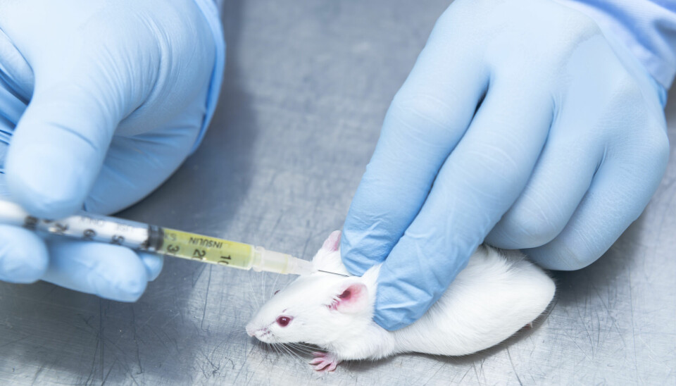 I USA har en forsker utsatt musene sine for smerter og dårlig stell. Det grep universitetet tak i.