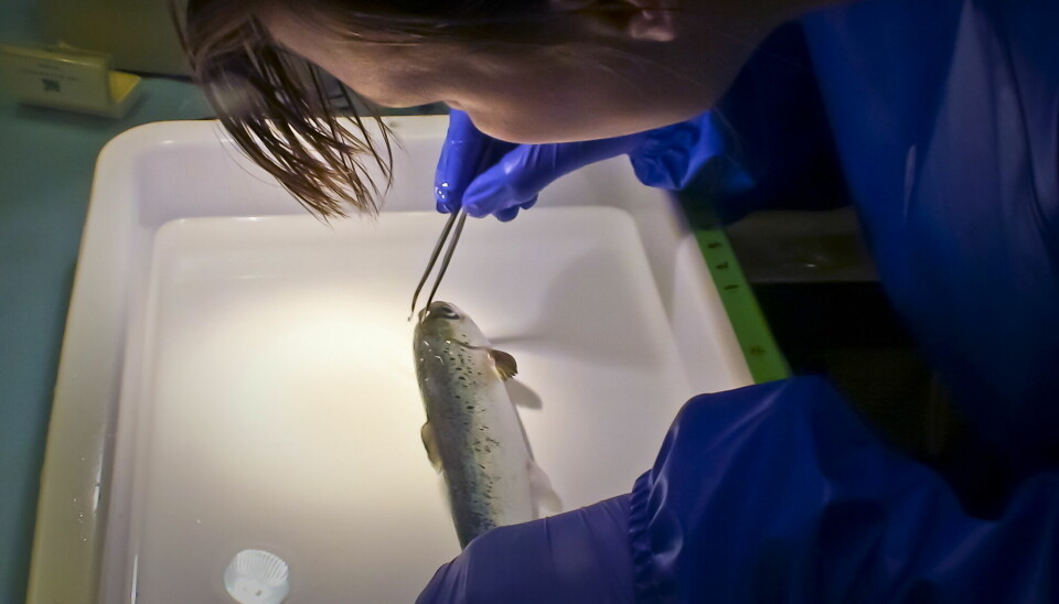 Laks og sebrafisk er de vanligste forsøksdyrene i Norge. Bildet viser telling av lakselus i et forsøk hos Nofima.