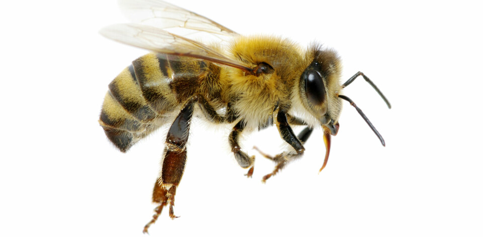 Bananfluer er ofte også brukt i forskning, men omfattes faller ikke av forskriften om bruk av forsøksdyr. Det gjør heller ikke bier, men de omfattes av dyrevelferdsloven, og det er derfor krav om at forsøk må være godkjent.