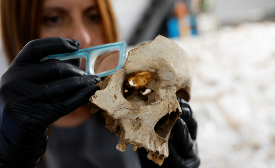 Arkeolog Veronica Alberto fra selskapet Tibicena analyserer en hodeskalle som er gravd fram fra en hule på Gran Canaria i Spania.