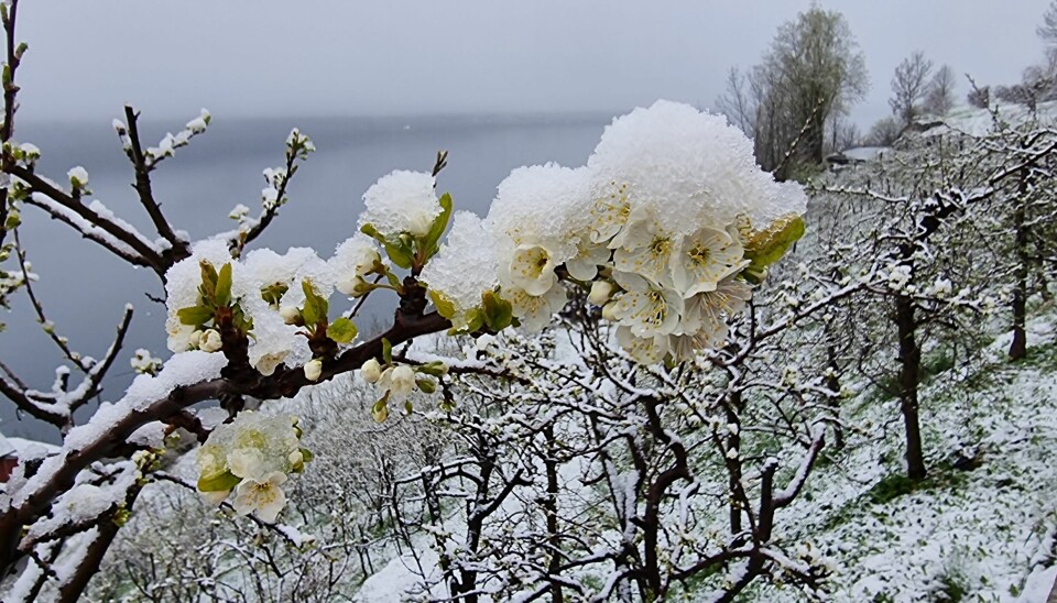 Ein kald vår med kalde netter gir sein blomster i år. Her er plommesortane Edda og Jubileum dekt med snø 1. mai. Biletet er frå Lofthus i Ullensvang.