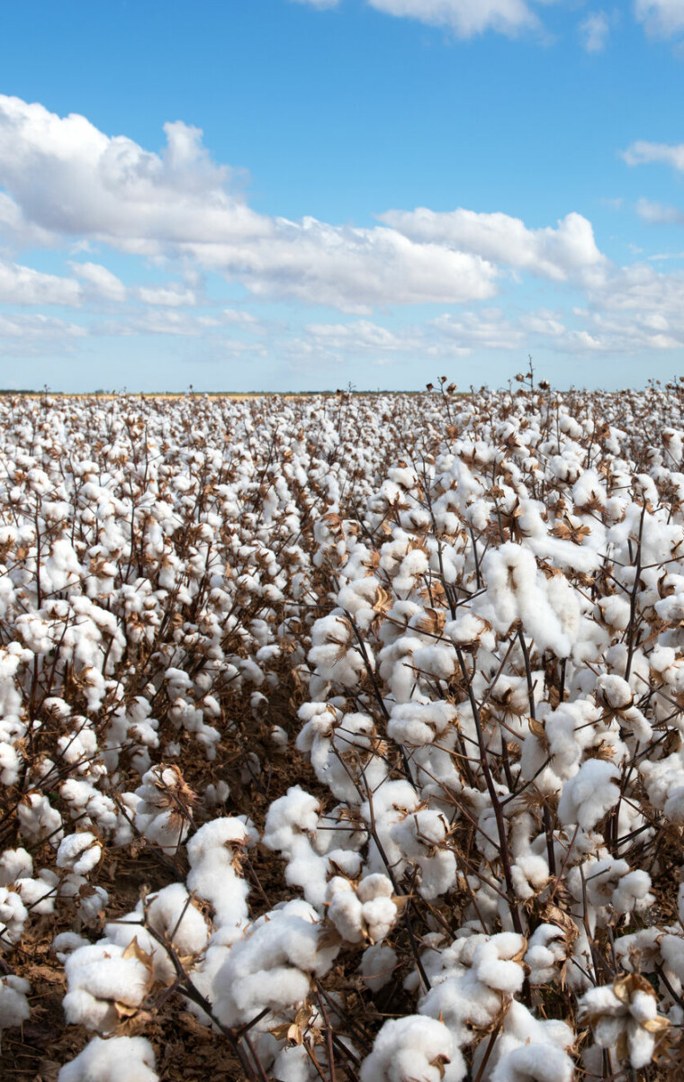 Cotton,Ready,For,Harvest
