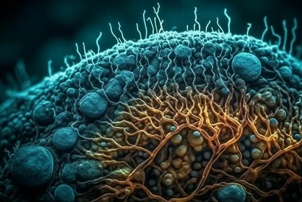 Kreftcellene sender ut signal som omskolerer dei kvite blodcellene.